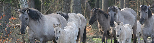 parque nacional Roztocze